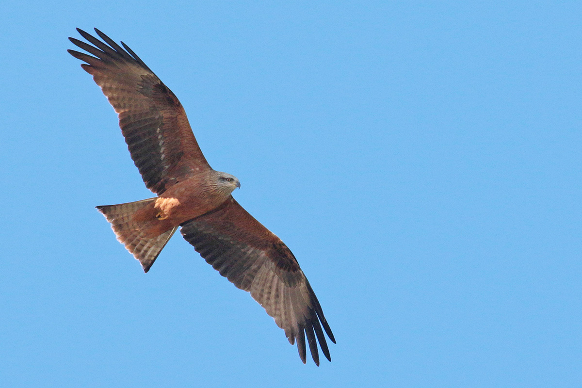 Extremadura - Zwarte wouw